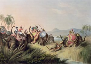 Le tigre acculé, de Sports de terrain orientaux, pub. par Edward Orme, 1807