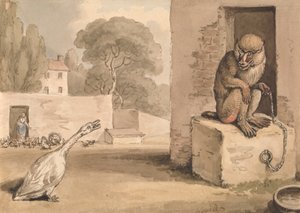 Une oie et un babouin - Samuel Howitt