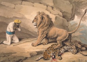 Lion debout sur un léopard blessé