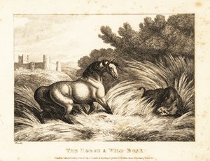 Un cheval et un sanglier s