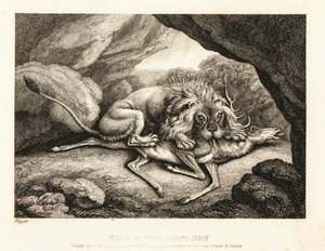Un lion mangeant la carcasse d