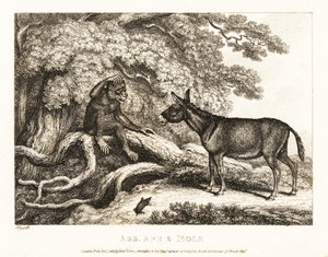 Un singe et un âne gémissent jusqu