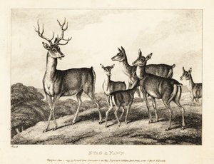 Un cerf avec des biches et des faons. 1811