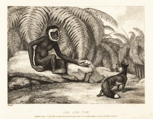 Un singe sans queue demande à un renard un peu de sa queue