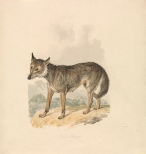 Canis Lupus, ou Loup gris