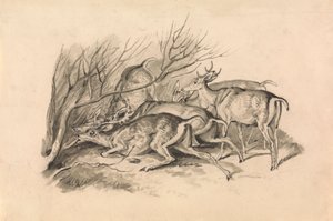 Cerfs devant un fourré - Samuel Howitt