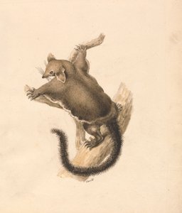 Écureuil volant - Samuel Howitt