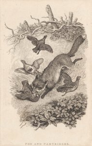 Renard et perdrix