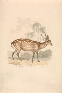 Cerf-cochon - Samuel Howitt