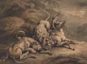 Lion et lionne attaquant un bouvillon - Samuel Howitt