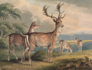 Cerf, biche et faons
