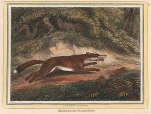 Le renard chassé - Samuel Howitt