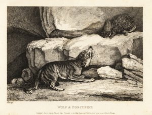 Le loup et le porc-épic par Roger L