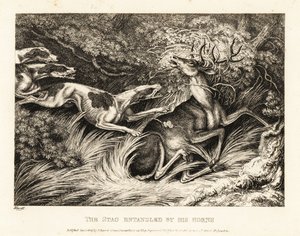 Trois chiens attaquent un cerf attrapé par ses bois. 1811 - Samuel Howitt
