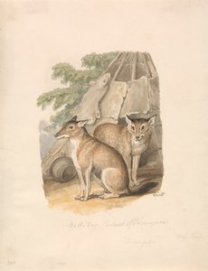 Deux huskies - Samuel Howitt