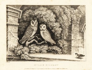 Deux hiboux et un moineau - Samuel Howitt