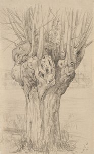 Arbre noueux, 1884