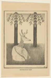 Cerf Barasingha