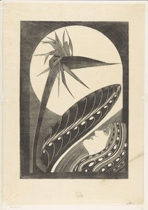 Strelitzia fanée