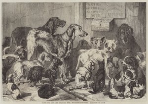 Refuge pour chiens perdus et affamés, rue Hollingsworth, Islington - Samuel John Carter