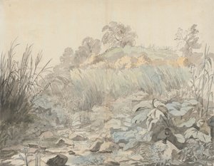 Un ruisseau rocheux