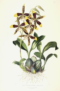 Odontoglossom Grande, c.1837-1843