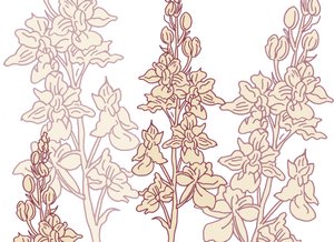 Orchidée