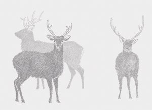 Cerf Sika
