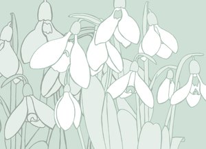 Perce-neige