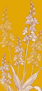 Orchidée araignée - Sarah Hough