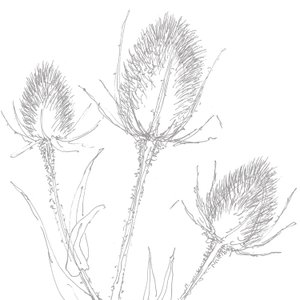 Chardons