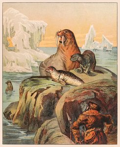 Un Esquimau chassant des phoques et un morse, de la ménagerie de P.T. Barnum publiée en 1888, illustration de Sarah J. Burke.