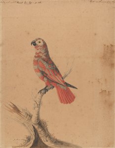Un perroquet rouge