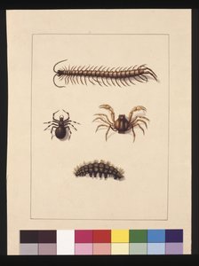 Page 11. Insectes de Nouvelle-Galles du Sud. Maintenant connus sous le nom de centipède commun, araignée du genre Isopeda, crabe soldat, chenille, vers 1789-90