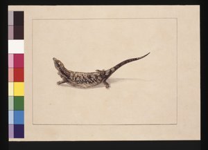 Page 12. Le Scincoïde, ou Lézard en forme de scinque. Maintenant connu sous le nom de Lézard à langue bleue, vers 1789-90