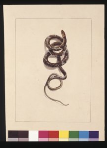 Page 20. Serpent n°1. Maintenant connu sous le nom de serpent brun, vers 1789-90 - Sarah Stone