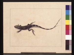 Page 31. Lézard muricé. Maintenant connu sous le nom de Dragon des arbres, c.1789-90