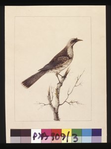 Page 3. Bouton, Guêpier à front blanc : Signé l.c. Sarah Smith. Maintenant connu sous le nom de Friar bird, vers 1789-90 - Sarah Stone