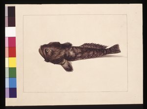 Page 8. Doubtful Lophius. Maintenant connu sous le nom de Frog Fish, vers 1789-90