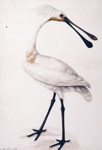 Spatule, 1777