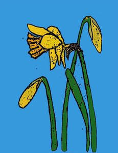 Jonquilles, 2015 - Sarah Thompson Engels