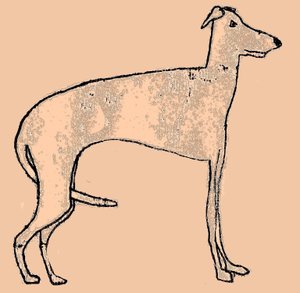 Chien maigre