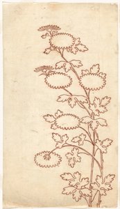 Chrysanthèmes