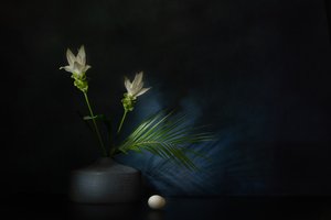 - Saskia Dingemans