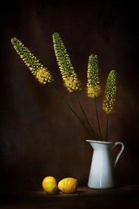  - Saskia Dingemans