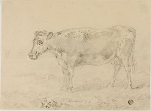 Vache