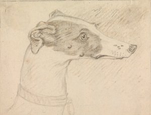Portrait de tête de lévrier