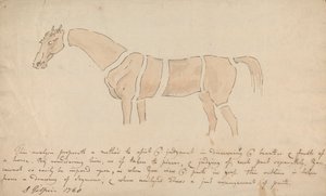 Parties du cheval bien proportionné