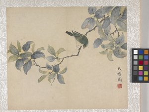 Album de 8 feuilles de fleurs, milieu des années 1700