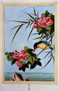 Oiseau sur une branche (Oiseau en vol ?) Gouache du 18e siècle Dijon, bibliothèque municipale - School Chinese